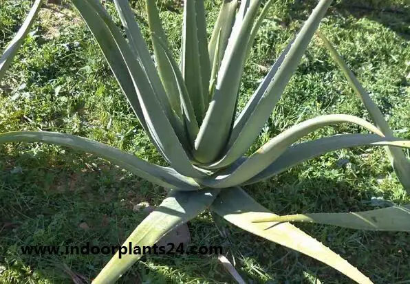 Aloe Vera Aloe barbadensis plant potted image indoor