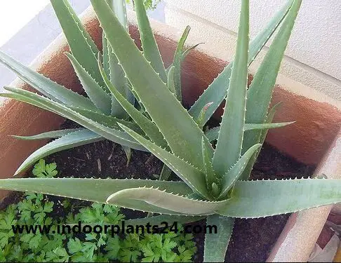 Aloe Vera Aloe barbadensis house plant