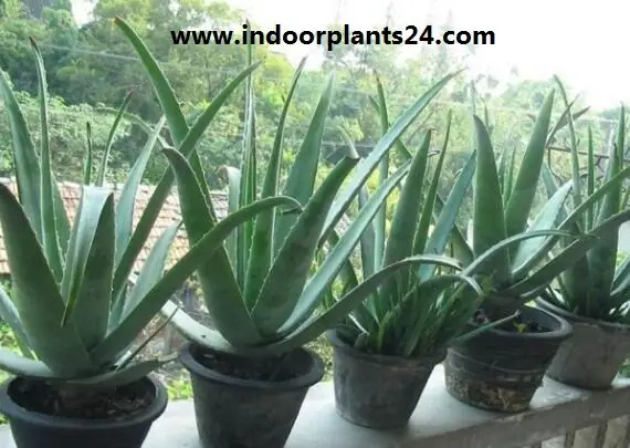 Aloe Vera Aloe barbadensis house plant pic