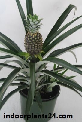 Ananas bracteatus plant image