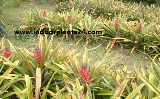 Ananas bracteatus plant photo