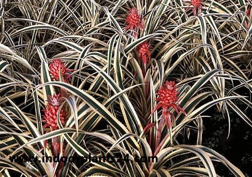 Pina roja/Red Pineapple/Ananas bracteatus | Zoom's Edible Plants