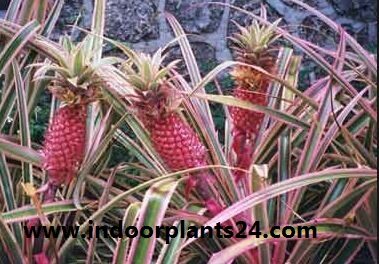 Pina roja/Red Pineapple/Ananas bracteatus | Zoom's Edible Plants image