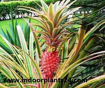 Pina roja/Red Pineapple/Ananas bracteatus Zoom's Edible Plants image