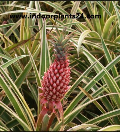 Ananas bracteatus (Red Pineapple) plant