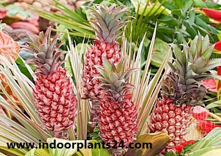 Pina roja/Red Pineapple/Ananas bracteatus Zoom's Edible indoor plant
