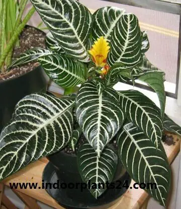 Aphelandra squarrosa Dania plant image