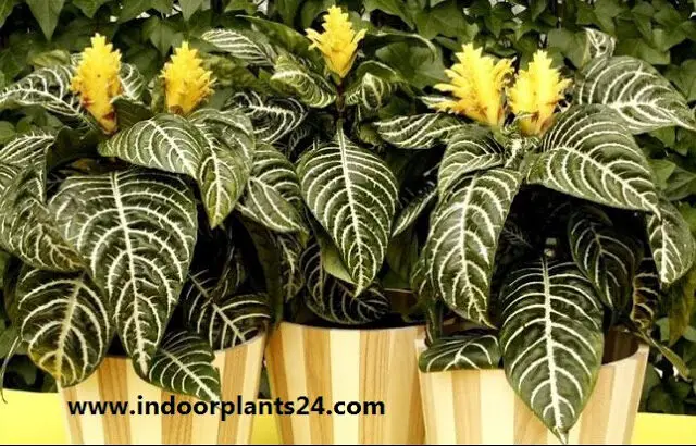 Zebra Plant - Aphelandra Squarrosa indoor house plant image