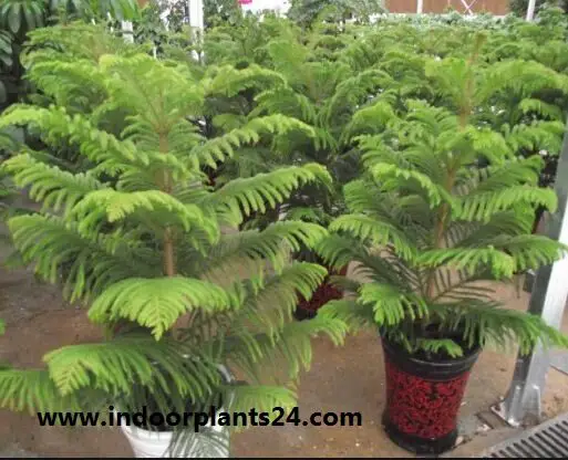 Norfolk Island pine Plant 