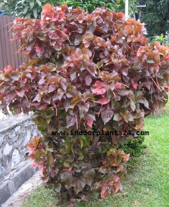 Acalypha Wilkesiana plants image