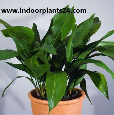 Aspidistra Eatior Liliaceae indoor plant image