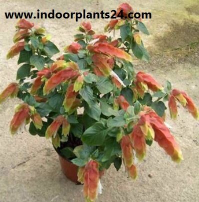 JUSTICLA brandegeana) Acanthaceae FHRIMP indoor PLANT picture