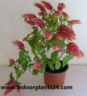 BELOPERONE GUTTATA indoor house plant image