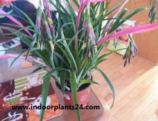  Billbergia Nutans indoor house plant