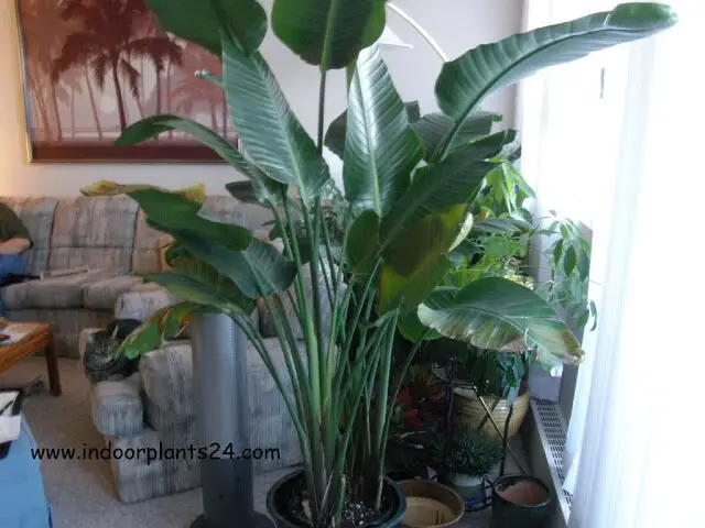 bird of paradise plant for sale guide