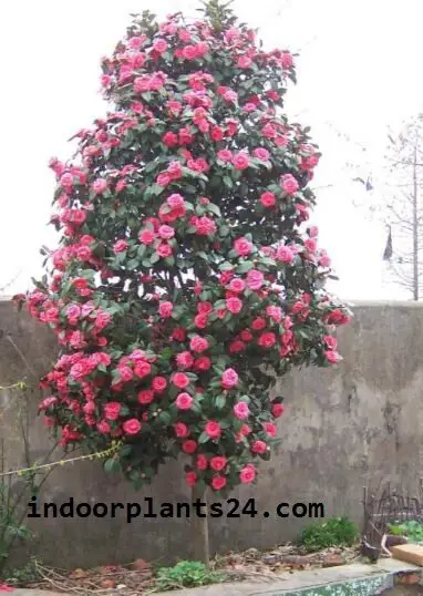 Camellia Japonica Theaceae Camellia Plant 