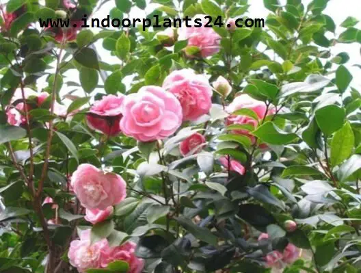  Theaceae Camellia Plant PHOTO
