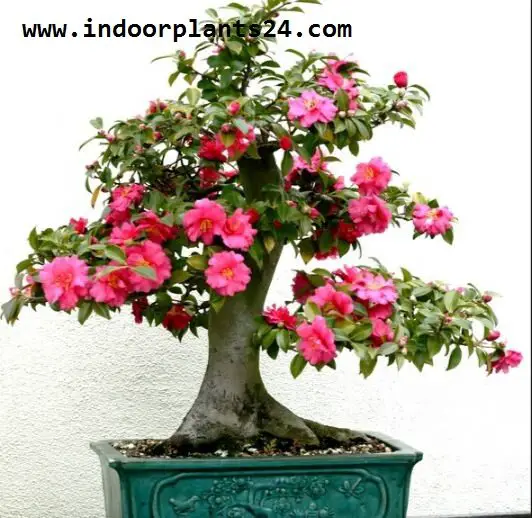  Theaceae Camellia Plant PICTURE