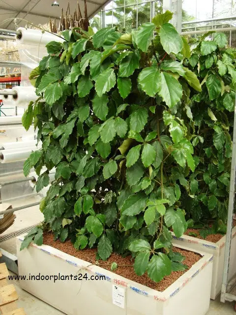 chestnut vine tetrastigma voinierianum plant info