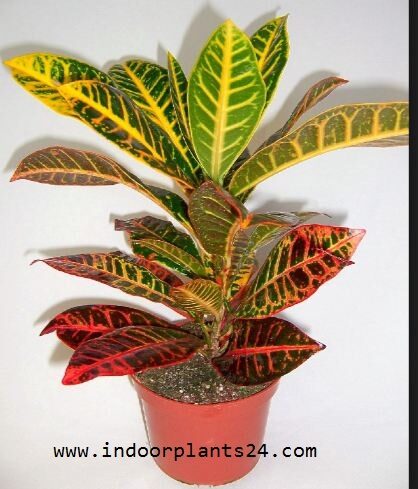 Euphorbiaceae INDOOR Plant POTTED IMAGE