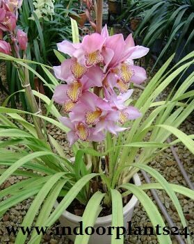 Cymbidium Hybrids Orchidaceae