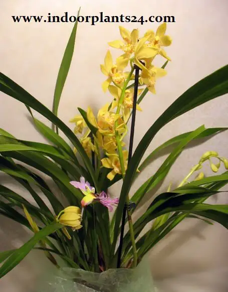 Cymbidium Hybrids Orchidaceae indoor hosue plant