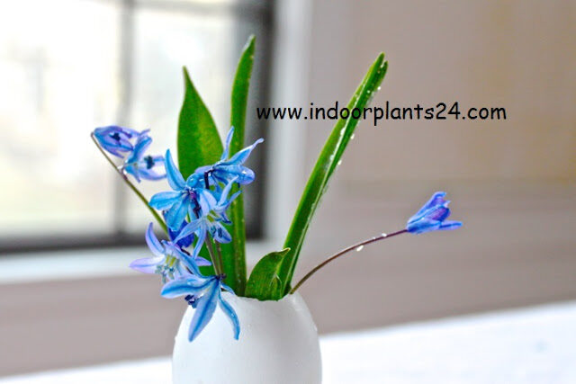 scilla hyacinthoides