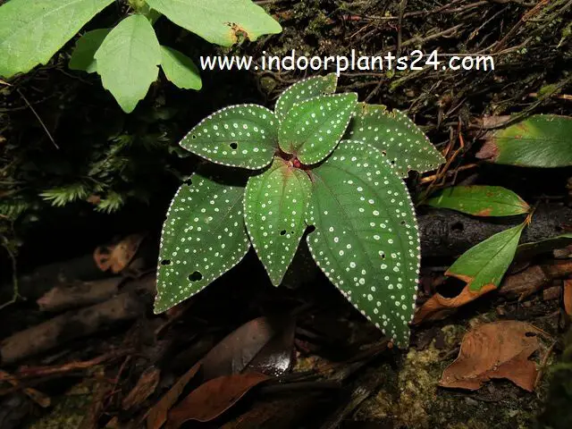 sonerila margaritacea indoors oregon plant info