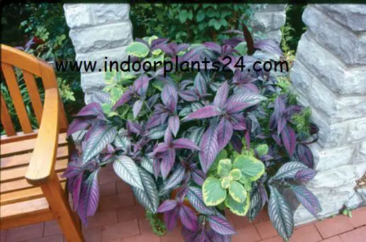 strobilanthes dyerianus persian shield indoor plant
