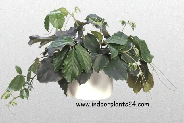 tetrastigma voinierianum plant