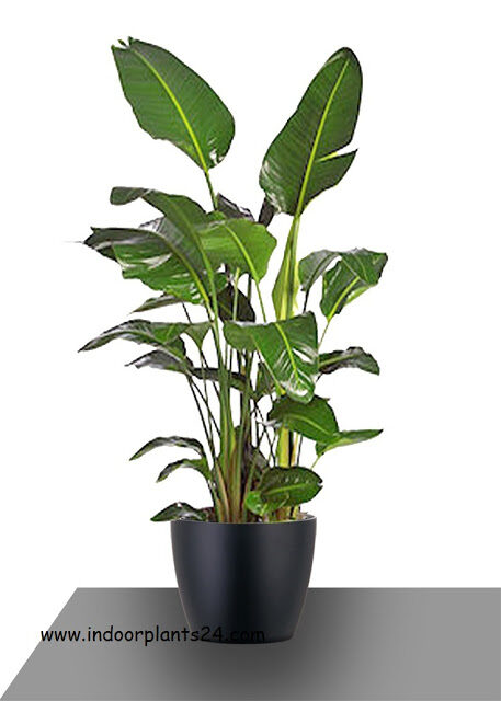 white bird of paradise indoor plant care information