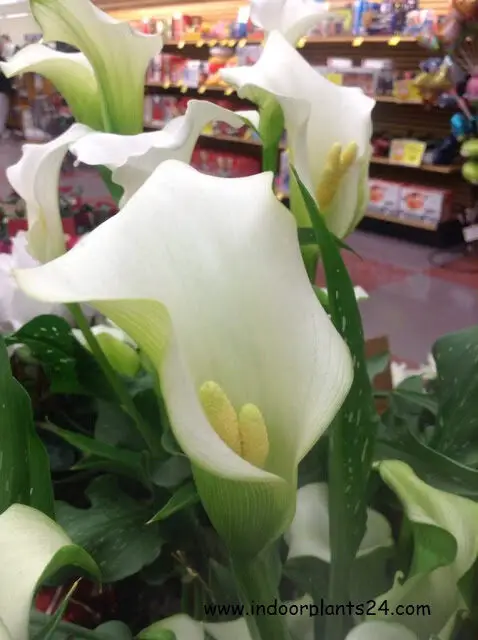 Araceae White calla lily indoor plant facts information