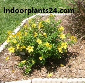 allamanda2bcathartica2bhouse2bplant-8524333