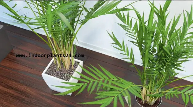 areca2bpalm2bindoor2bplant-4186603