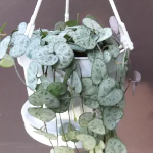 ceropegia2bwoodii-1308240