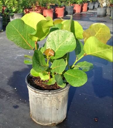 coccoloba2buvifera2bpolygonaceae2btea2bgrape2bplant2bcare2bguide-6907673