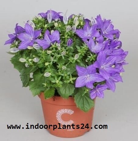 campanula2bisophylla2bindoor2bpotted2bplant2bphoto-2482955