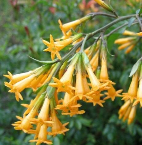 cestrum2baurantiacum2bsolanaceae-1392720