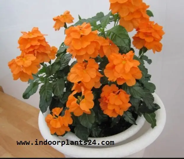 crossandra2binfundibuliformis2bindoor2bplant-9117972