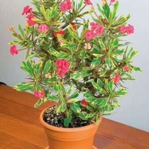 euphorbia2bmilii2b2bpotted2bpicture-9425778