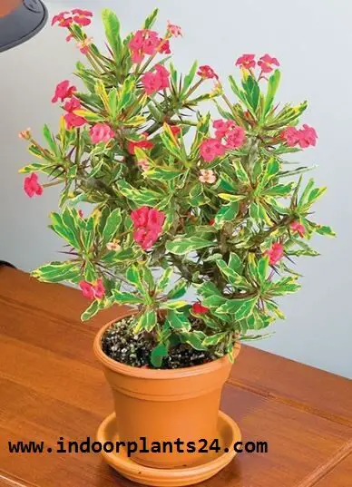 euphorbia2bmilii2b2bpotted2bpicture-9425778