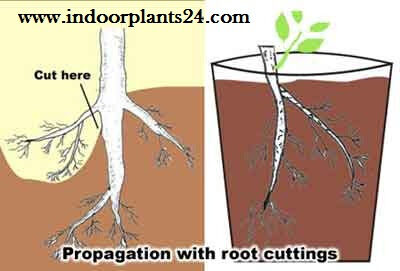 house2bplant2bpropagation2bguide2b2017-1964780