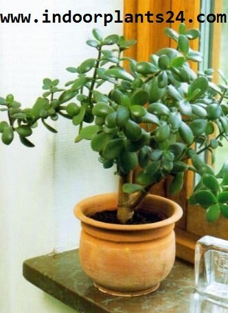 jade2bplant2b2bhouse2bplant2bpotted-6784015