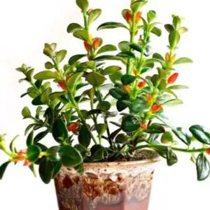 nematanthus2b2bindoor2bplant2bimage-8950088