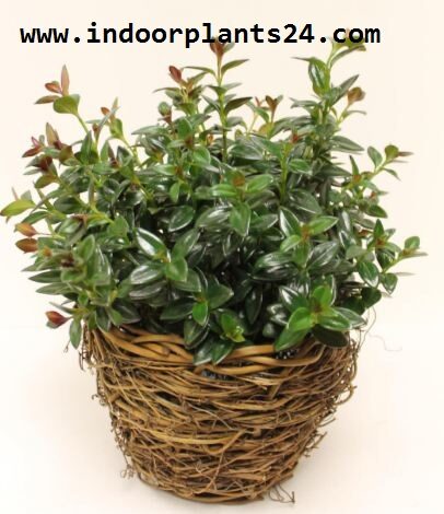 nematanthus2b2bplant2bpotted2bimage-9286201