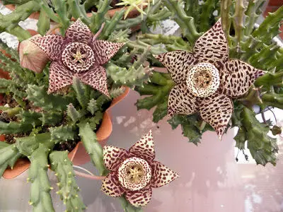 orbea-variegata-stapelia-variegata-starfish-plant-carrion-flower-1713145