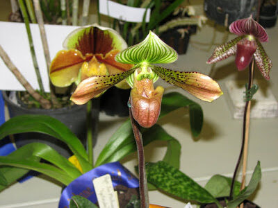 paphiopedilum2borchids2borchid2bshow-9655518