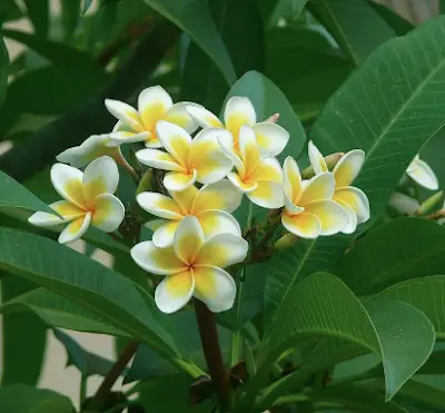 plumeria2brubra2b2528syn-2bp-2bacuminata25292bapocynaceae2bfrangipani-4343037