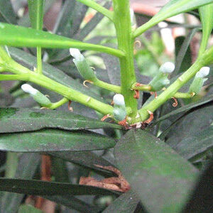 podocarpus_macrophyllus-1140398
