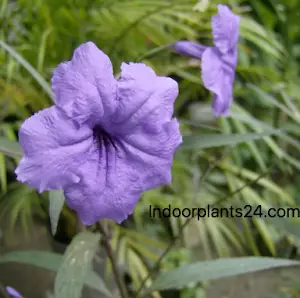 ruellia2bmakoyana2b25282bmonkey2bplants2529-8774152